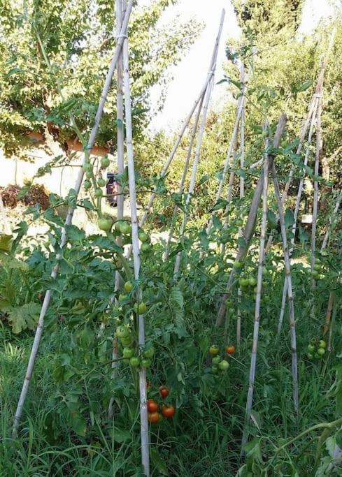 Country House Tra Lago E Mare A Sud Di Roma Villa Campoleone Exterior photo